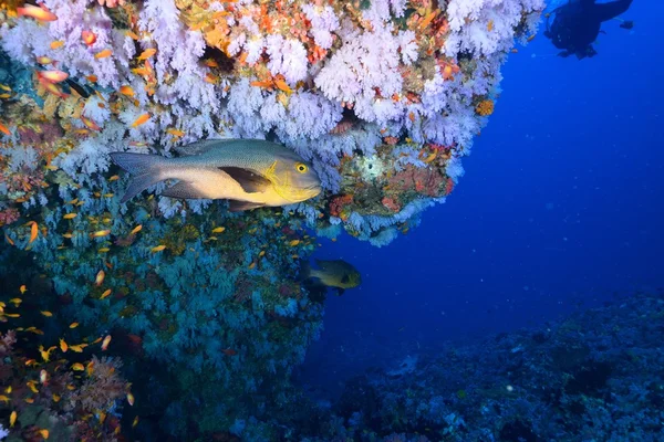 Красивый тропический коралловый риф — стоковое фото