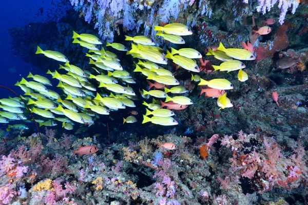 École des snappers bordés de bleu et des snappers du Bengale — Photo