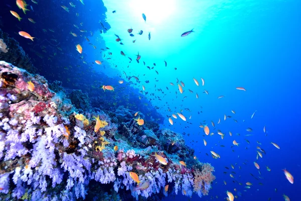 Arrecife de Coral Tropical — Foto de Stock