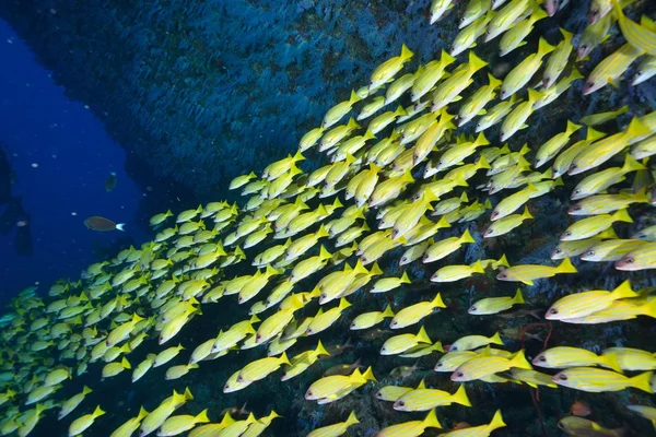 Blauwe gestreepte snapper — Stockfoto