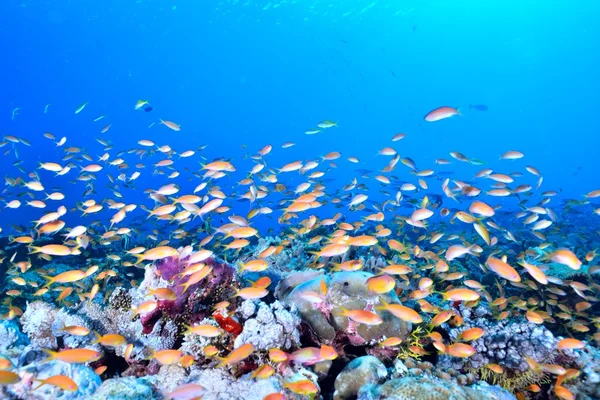 Scuola di goldie mare — Foto Stock