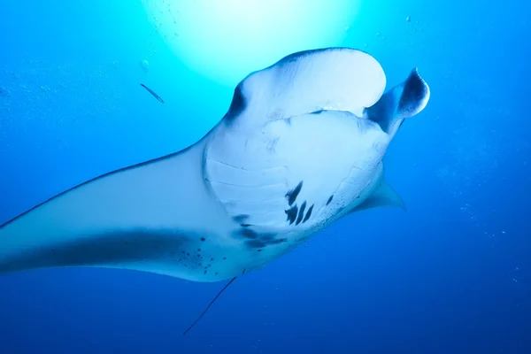 Rayo oceánico gigante manta — Foto de Stock