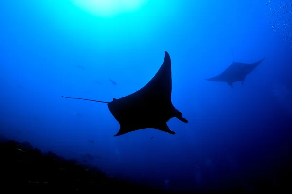 Manta ray bij een schoonmaak station — Stockfoto