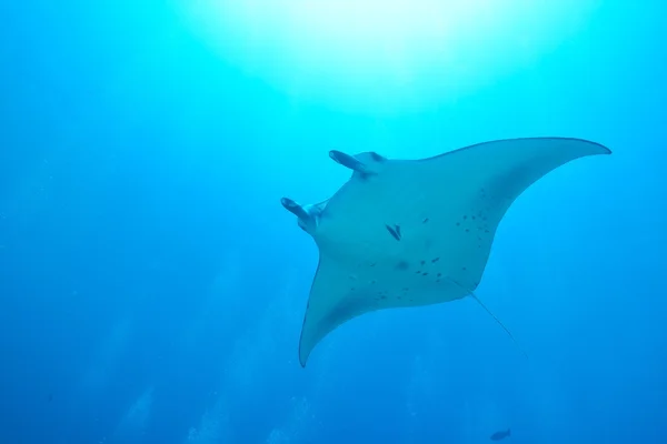 Manta ray en una estación de limpieza —  Fotos de Stock