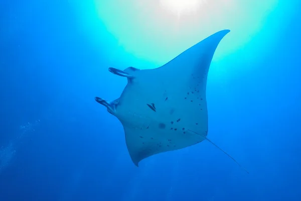 Manta ray bij een schoonmaak station — Stockfoto