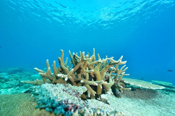 Sea or ocean underwater with coral reef — Stock Photo, Image