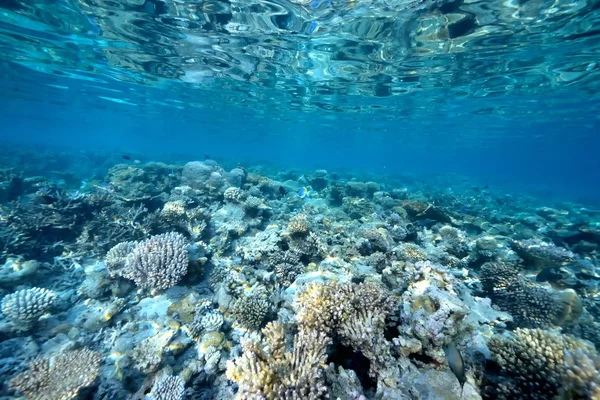Mer ou océan sous-marin avec récif corallien — Photo