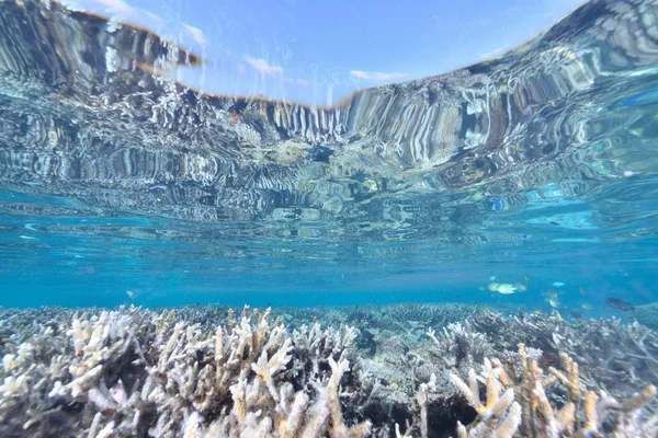 Havet eller ocean underwater med korallrev — Stockfoto