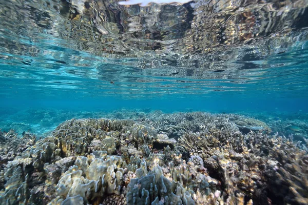 Havet eller ocean underwater med korallrev — Stockfoto