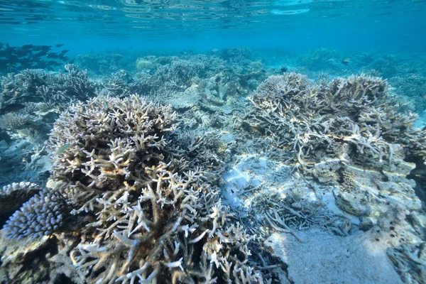Море или океан под водой с коралловым рифом — стоковое фото
