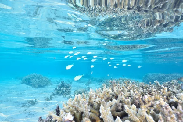 Море или океан под водой с коралловым рифом — стоковое фото