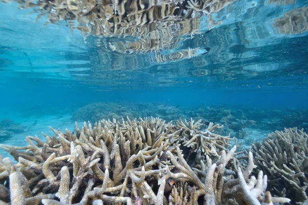 Море або океан під водою з кораловим рифом — стокове фото