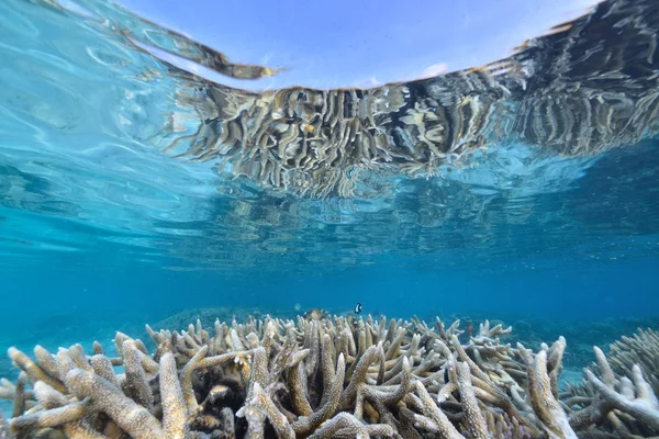 Mer ou océan sous-marin avec récif corallien — Photo