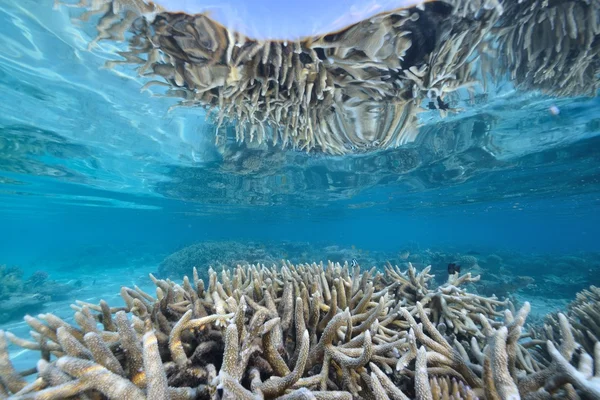 Morza lub oceanu podwodne rafa koralowa — Zdjęcie stockowe