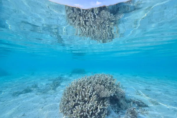 Mer ou océan sous-marin avec récif corallien — Photo