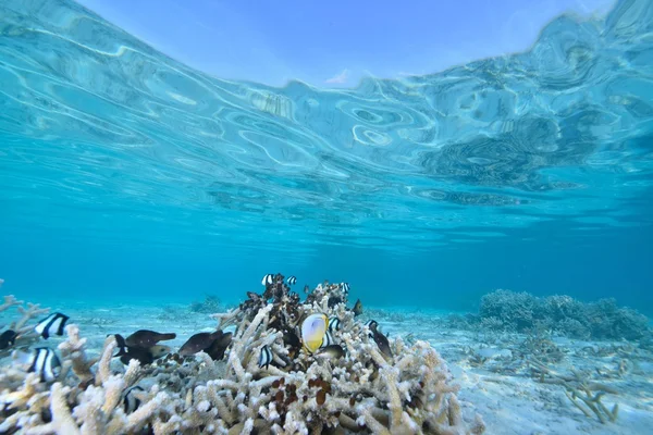 Hermoso azul claro naturaleza agua — Foto de Stock