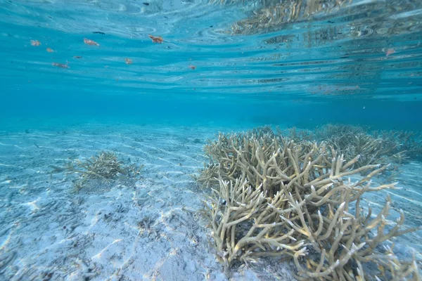 Hermoso azul claro naturaleza agua — Foto de Stock