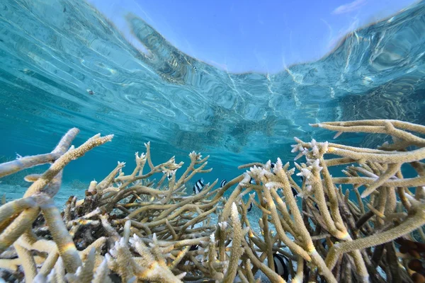 Vacker blå tydliga natur vatten — Stockfoto