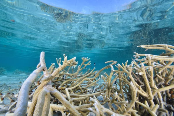 Hermoso azul claro naturaleza agua — Foto de Stock