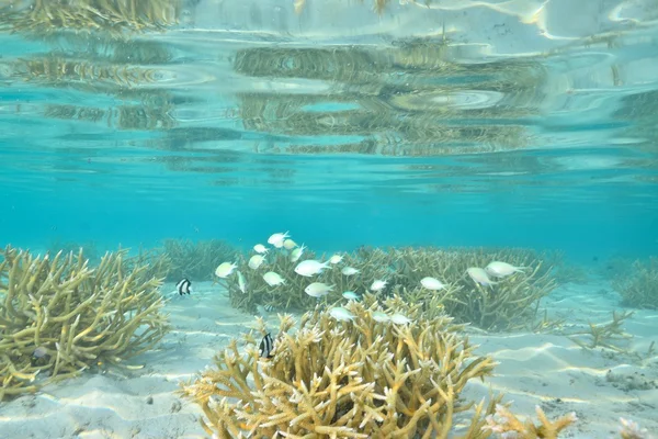 Prachtige blauwe duidelijk natuur water — Stockfoto