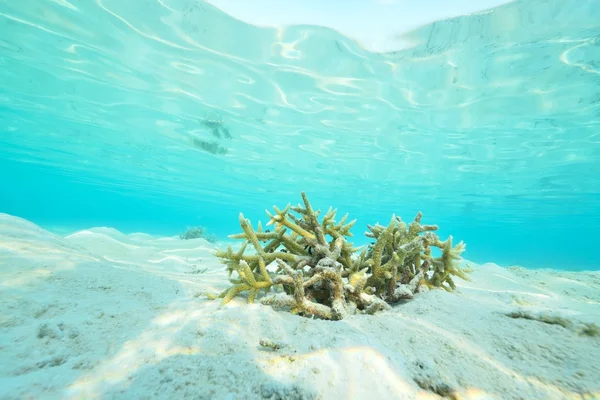 Prachtige blauwe duidelijk natuur water — Stockfoto