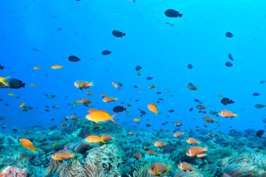 Colony of Maldives anemonefish clipart