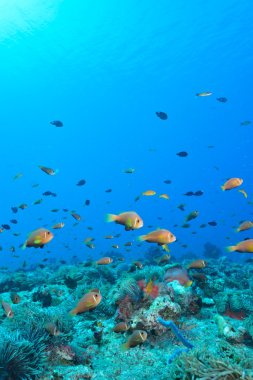 Colony of Maldives anemonefish clipart