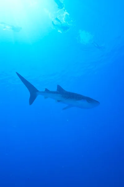 Zwemmen walvishaai — Stockfoto