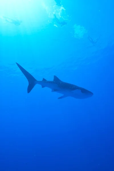 Tiburón ballena nadador — Foto de Stock