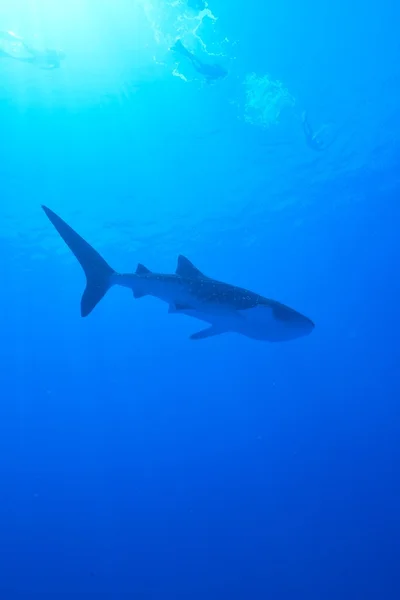 Tiburón ballena nadador —  Fotos de Stock