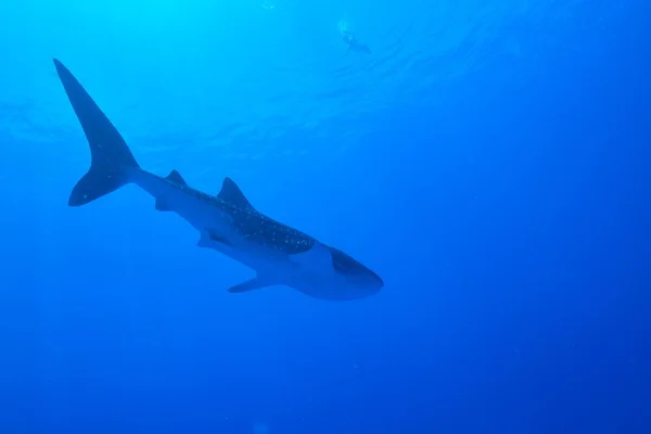 Tiburón ballena nadador — Foto de Stock