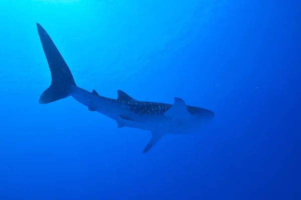 Tiburón ballena nadador — Foto de Stock