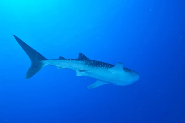 Tiburón ballena nadador — Foto de Stock