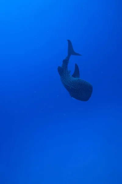 Úszás bálna cápa — Stock Fotó