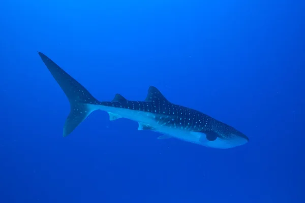 Tiburón ballena nadador — Foto de Stock