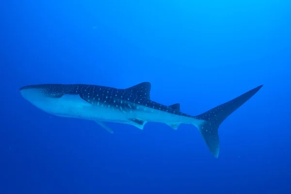 Tiburón ballena nadador — Foto de Stock