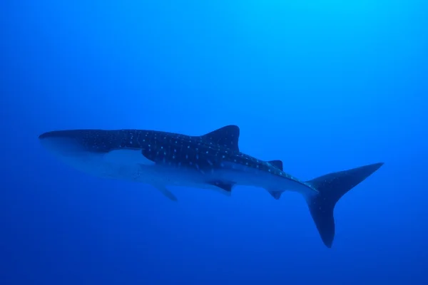 Tiburón ballena nadador — Foto de Stock