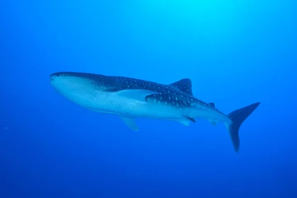 Úszás bálna cápa — Stock Fotó