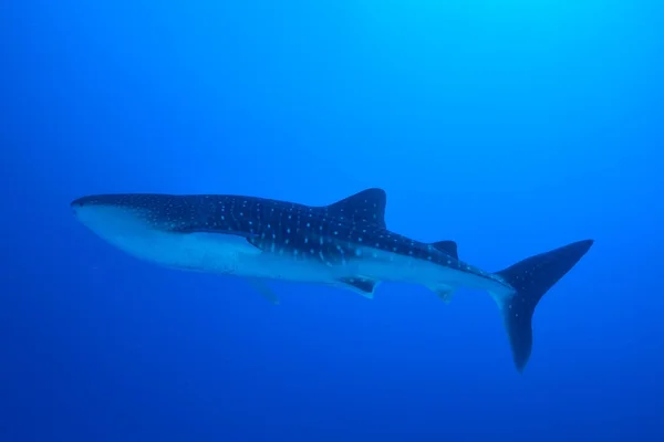 Tiburón ballena nadador — Foto de Stock