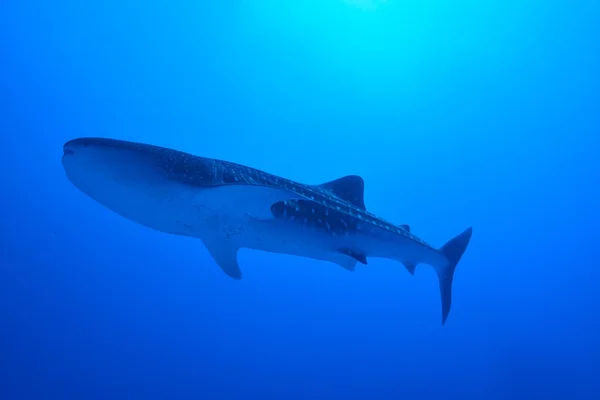 Tiburón ballena nadador — Foto de Stock