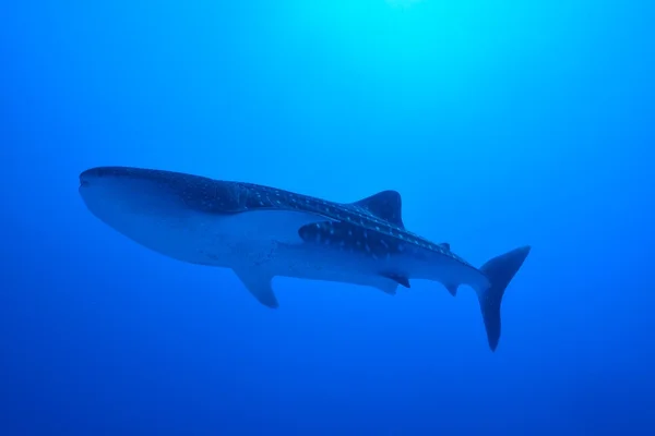 Tiburón ballena nadador — Foto de Stock