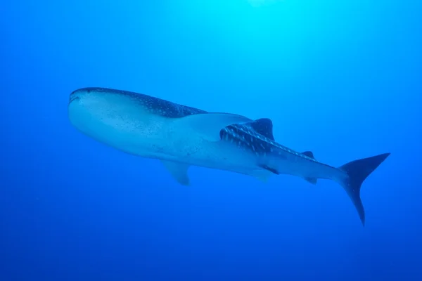 Tiburón ballena nadador — Foto de Stock