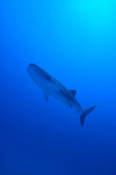 Tiburón ballena nadador — Foto de Stock