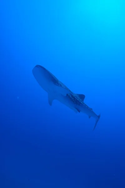 Κολύμπι καρχαρία φάλαινα — Φωτογραφία Αρχείου