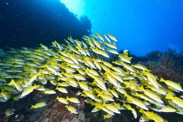 Blue lined snapper — Stock Photo, Image