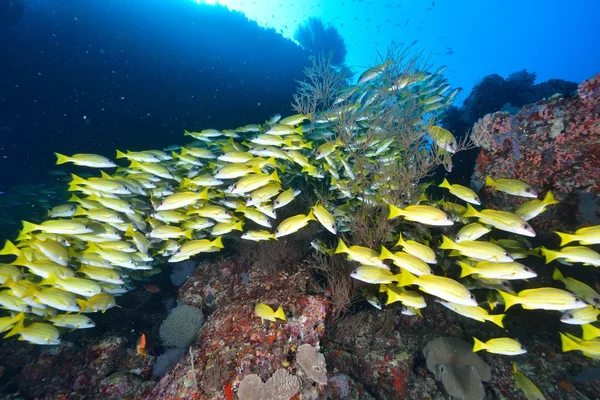 Blue lined snapper — Stock Photo, Image