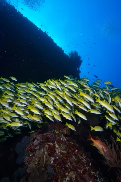 Blue lined snapper — Stock Photo, Image