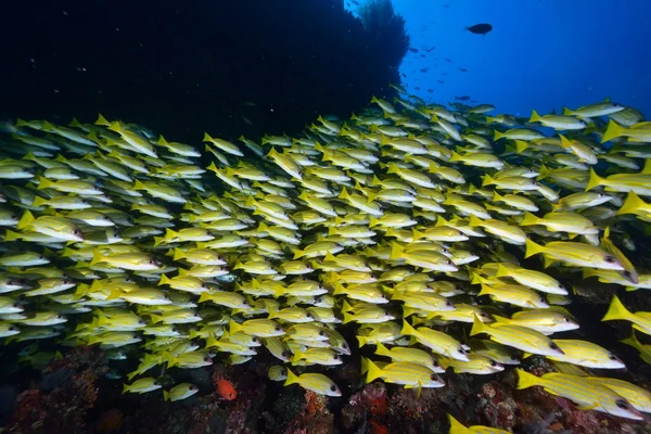 Μπλε επένδυση snapper — Φωτογραφία Αρχείου