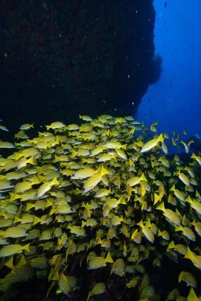 Blauwe lined snapper — Stockfoto