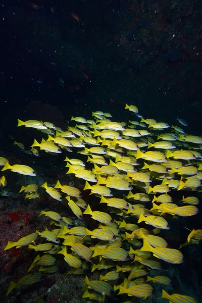 Blue lined snapper — Stock Photo, Image